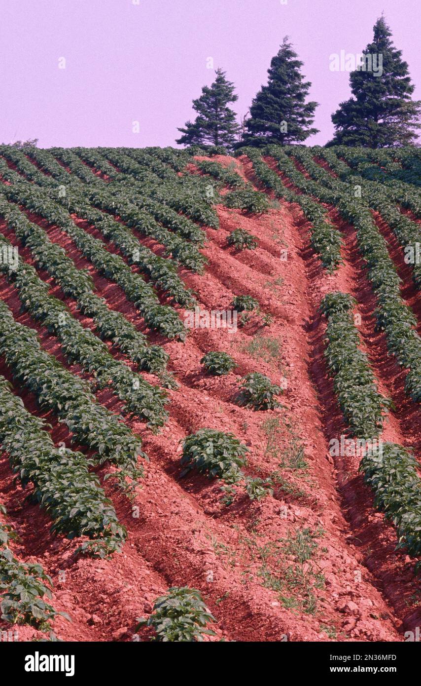 Potato Fields, Kinkora, Prince Edward Island, Canada Stock Photo Alamy
