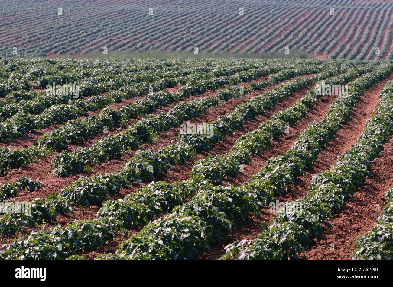 Potato Field, Kinkora, Prince Edward Island, Canada Stock Photo Alamy