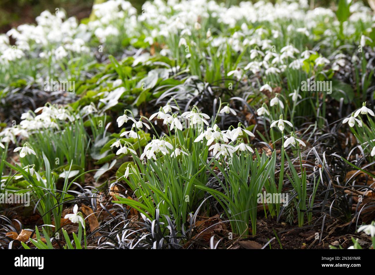 Snowdrops and ornamental black grass Ophiopogon planiscapus 'Nigrescens'  in a shaded woodland UK winter garden February Stock Photo