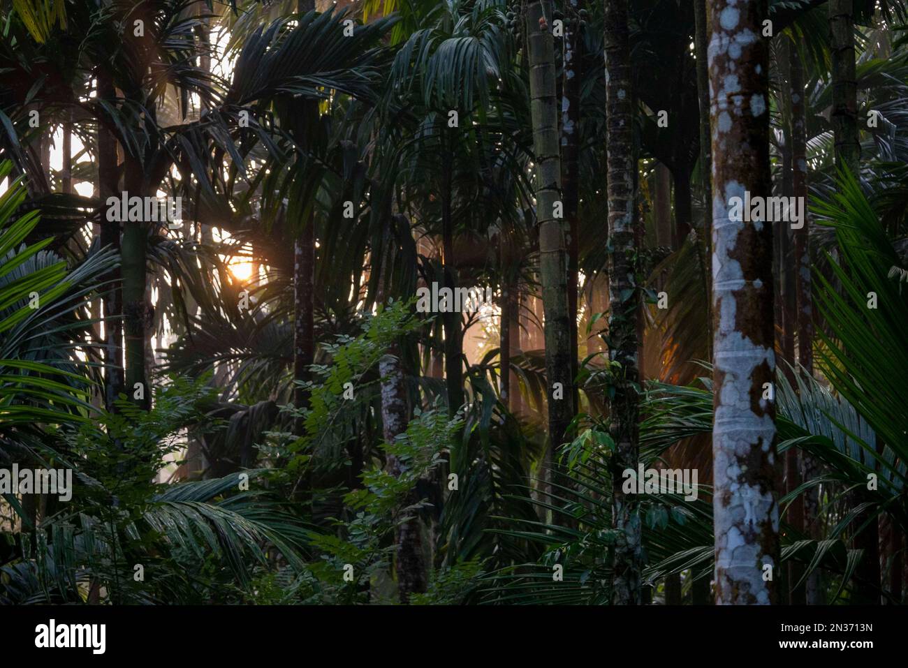 A beautiful shot of tall trees in a forest during the day Stock Photo ...