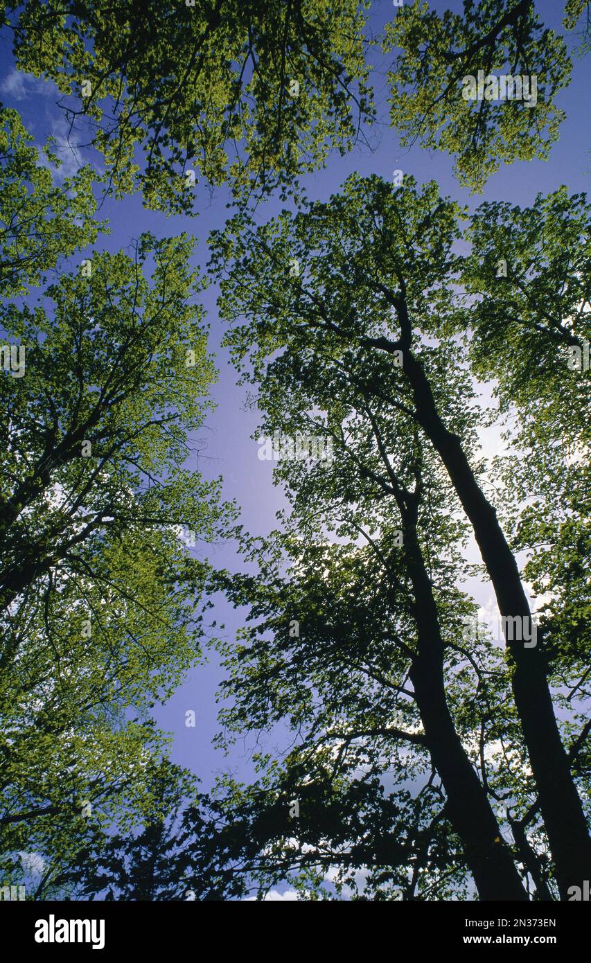 Deciduous Trees in Spring, Ontario, Canada Stock Photo Alamy