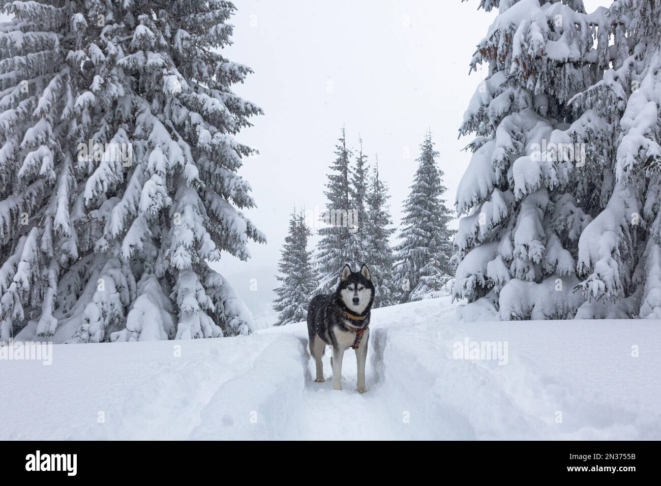Beautiful siberian husky dog with blue eyes happy in the snowy forest ...
