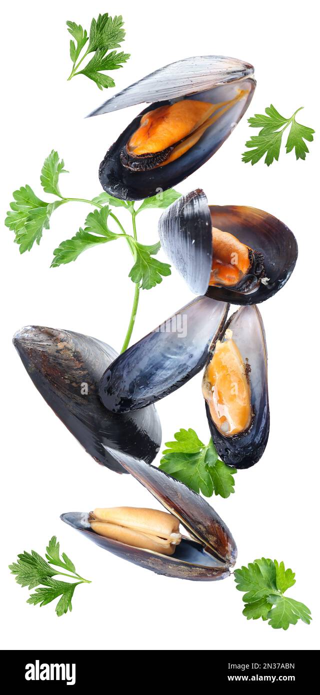 Flying mussels and parsley isolated on white Stock Photo Alamy
