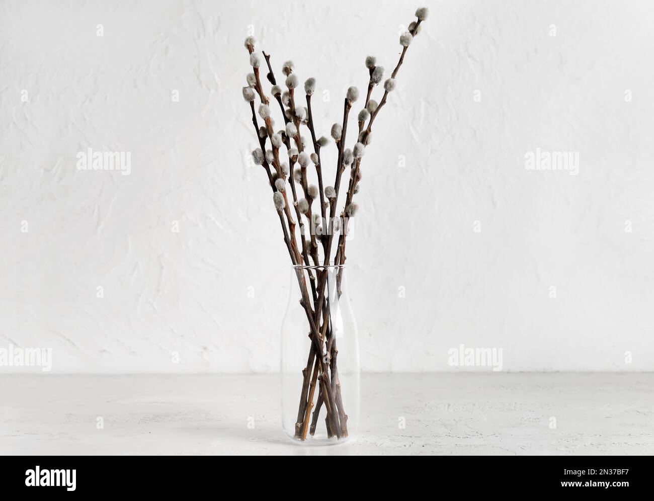 Beautiful blooming pussy willow branches in vase on white background Stock  Photo