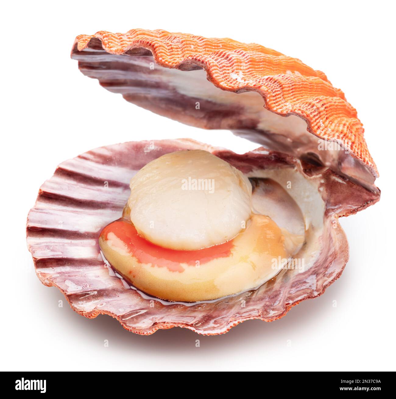 Live Scallop Sashimi