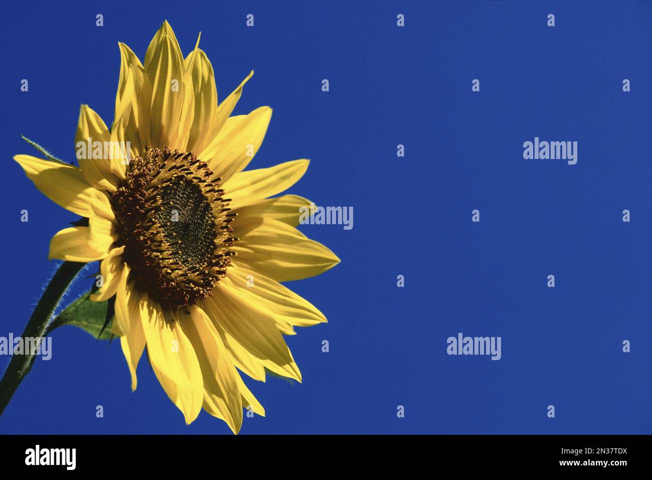 Sunflower, Tamworth, New Hampshire, USA Stock Photo Alamy
