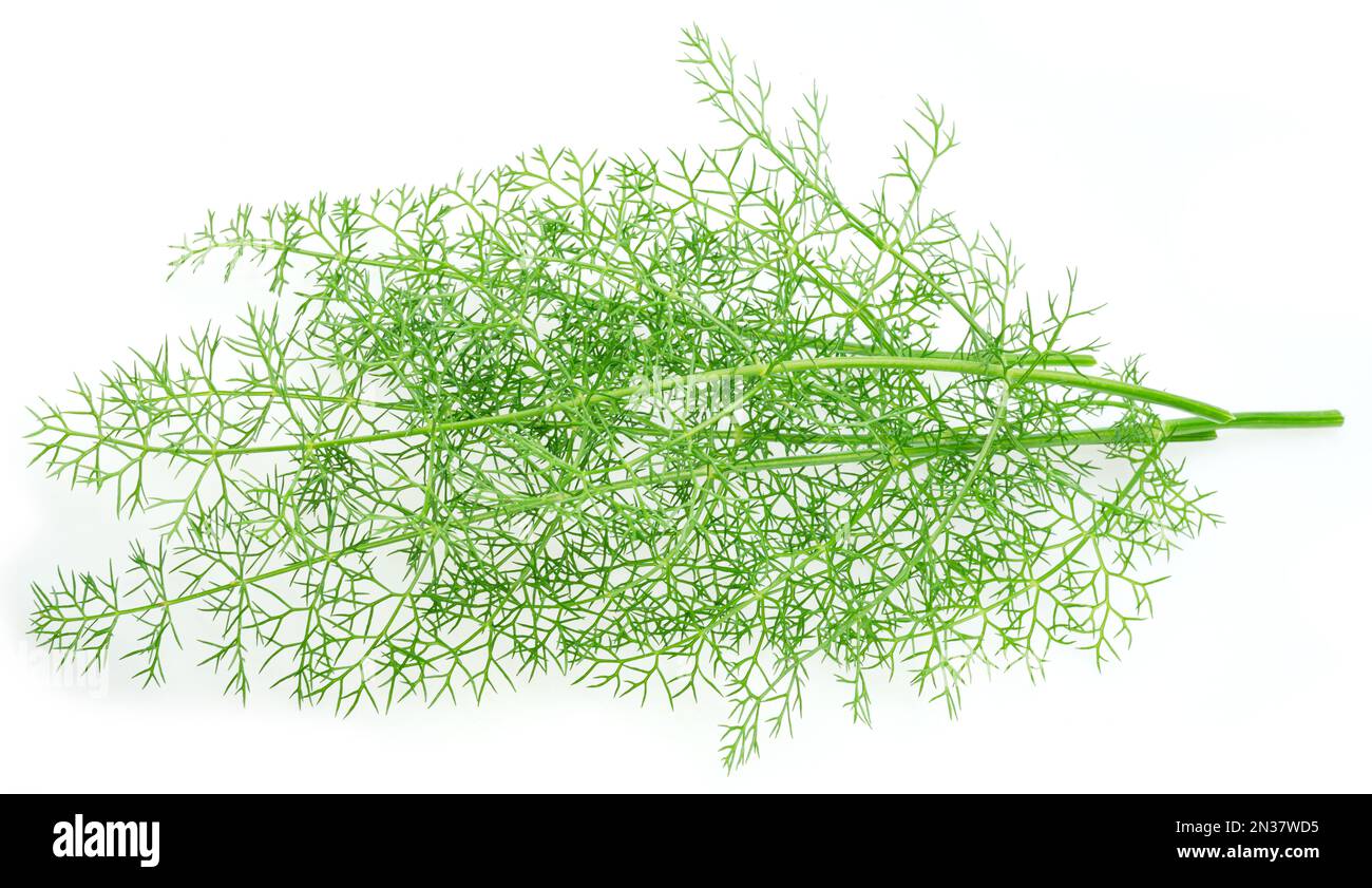 Green dill leaves isolated on white background Stock Photo Alamy
