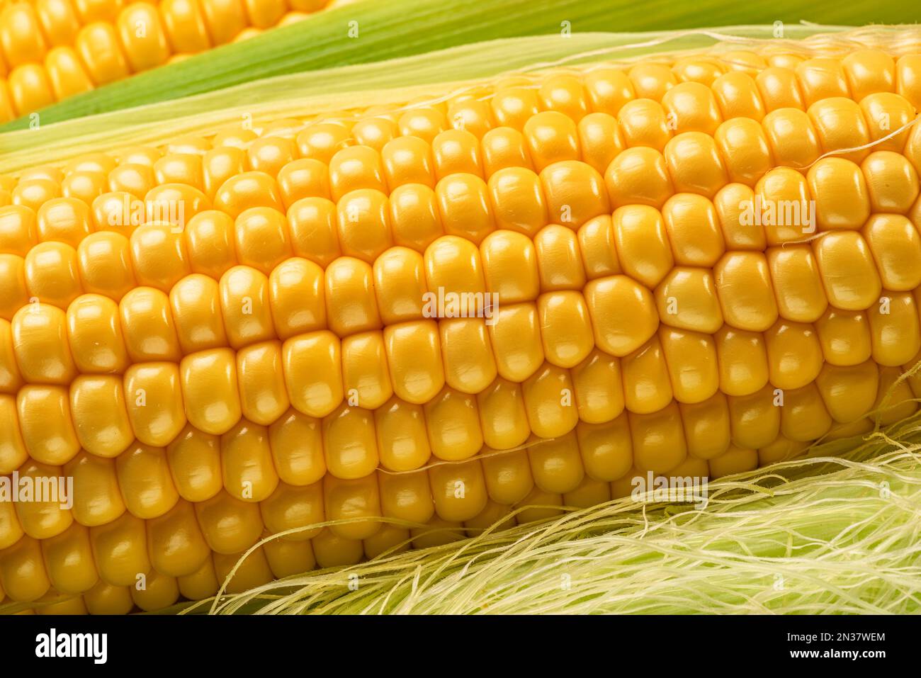 Maize cob or corn cob and corn silk close up. Macro shot. Stock Photo
