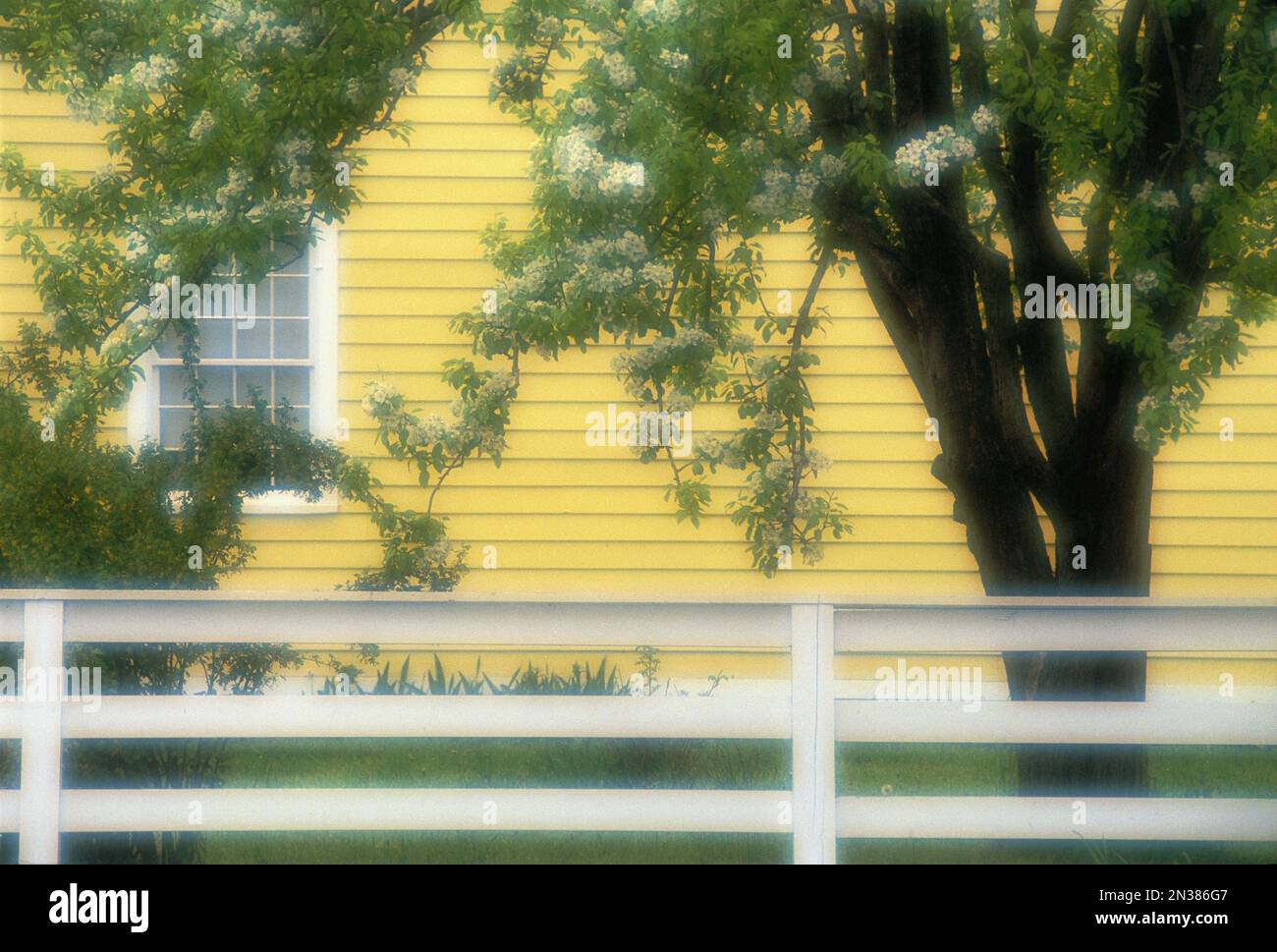 Blossoming Apple Trees Behind Fence, Upper Canada Village Ontario, Canada Stock Photo