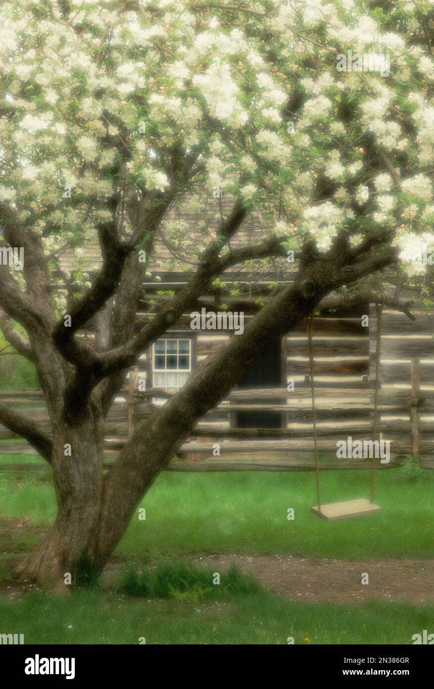 Fence Behind Blossoming Apple Trees, Upper Canada Village Ontario, Canada Stock Photo