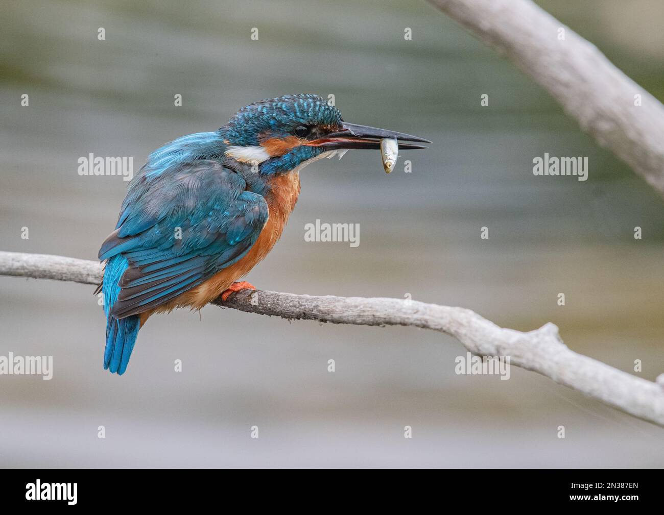 A gorgeous male Kingfisher with a fish in his long beak . Sat on a branch showing his beautiful colours with a  clear pastel background. Suffolk , UK. Stock Photo