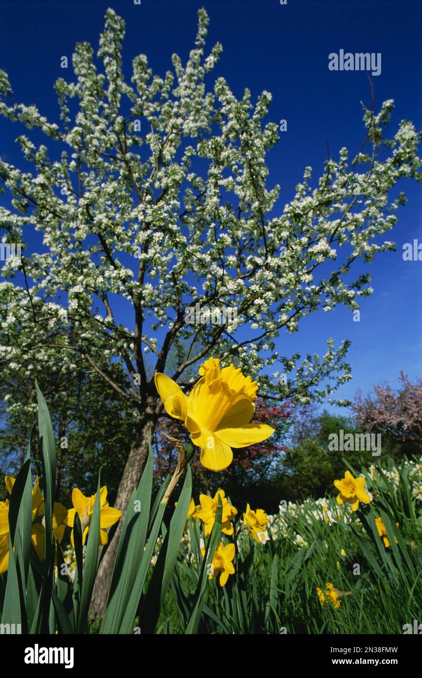 Close-Up of Daffodils Stock Photo