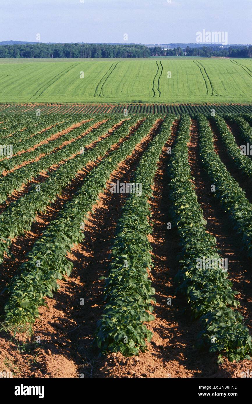 Potato Field, Kinkora, Prince Edward Island, Canada Stock Photo Alamy