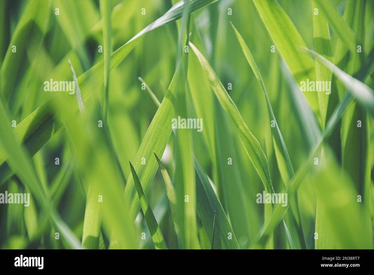 Grass extreme close up detail hi-res stock photography and images - Alamy