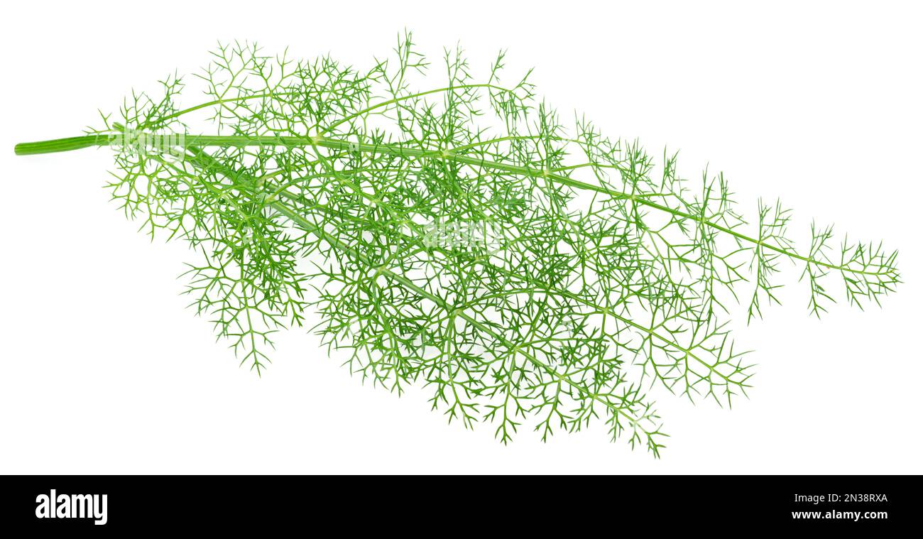 Green dill leaves isolated on white background Stock Photo Alamy