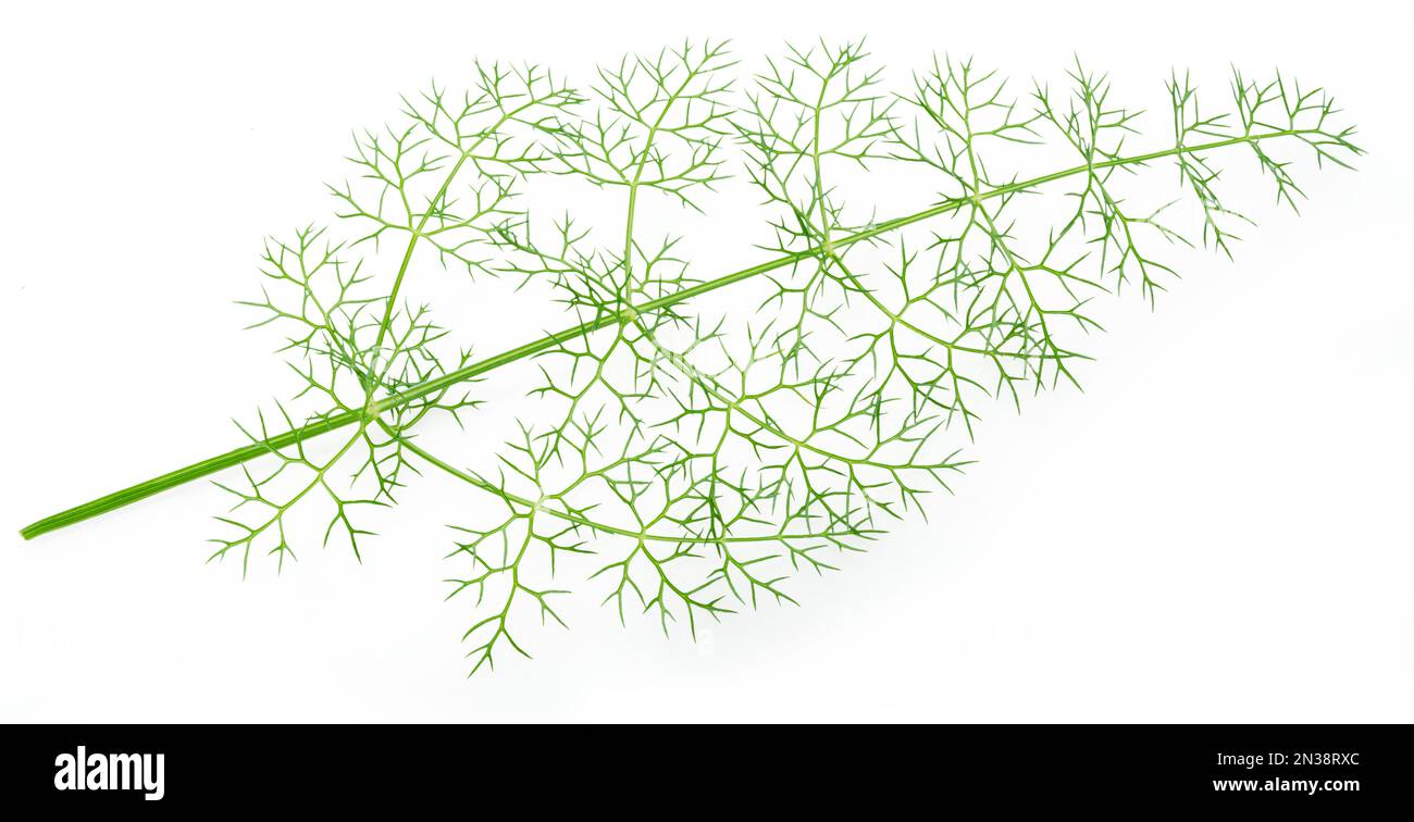 Green dill leaves isolated on white background Stock Photo Alamy