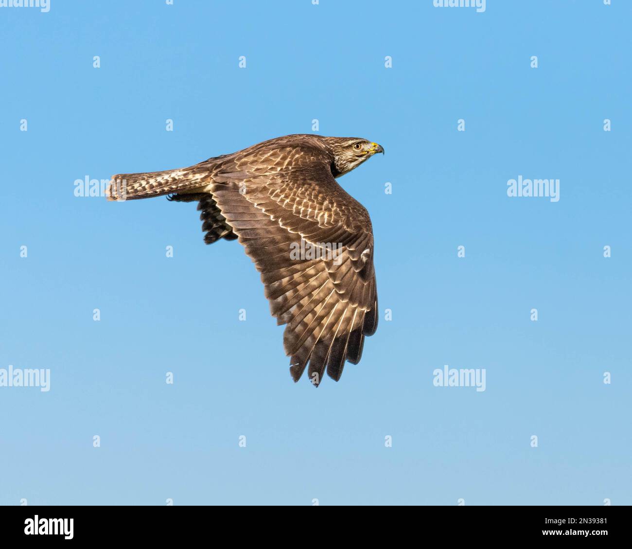 Common Buzzard Stock Photo