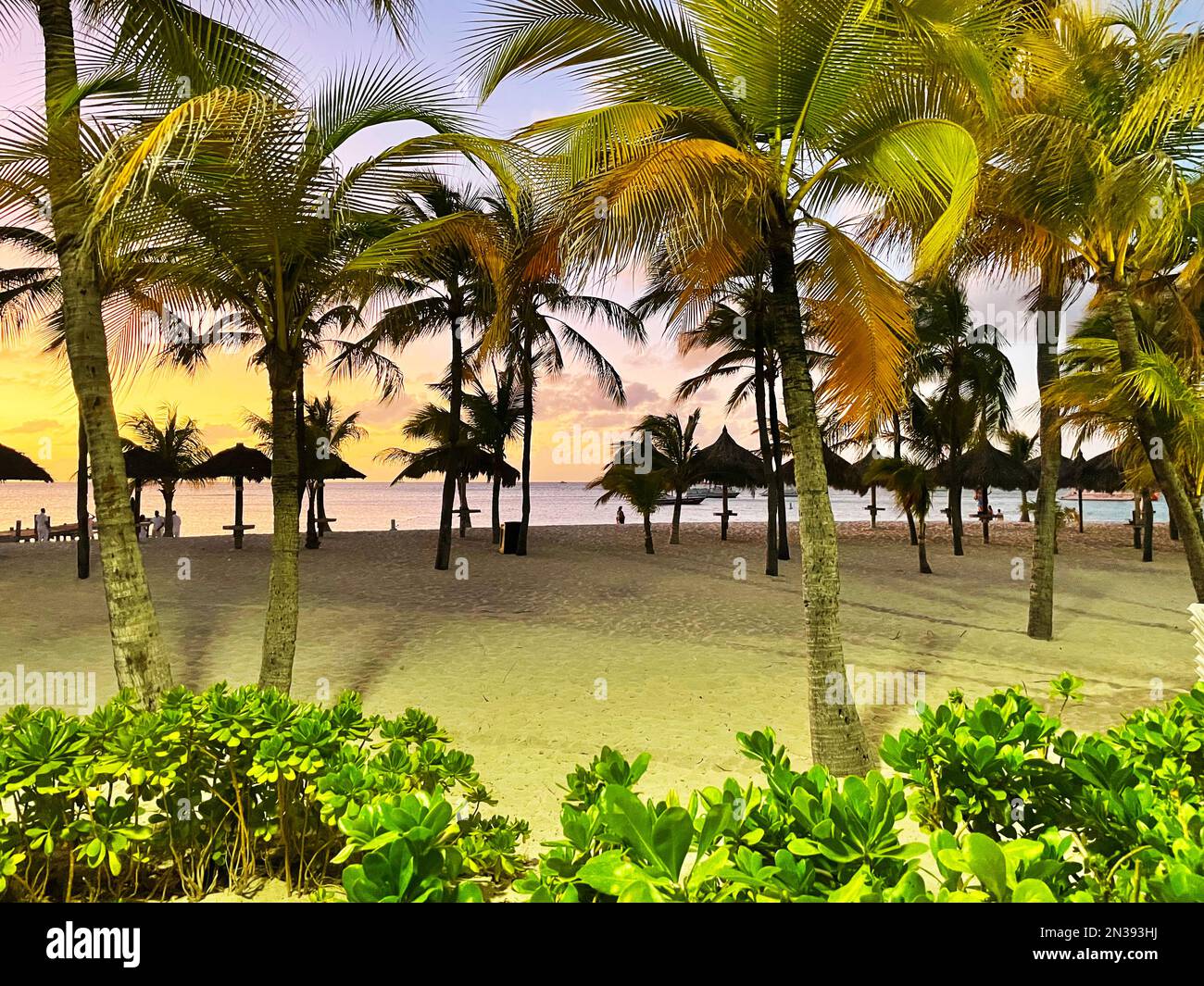 Palm trees on the beach at sunset, Aruba. Illuminated by artificial light. Stock Photo