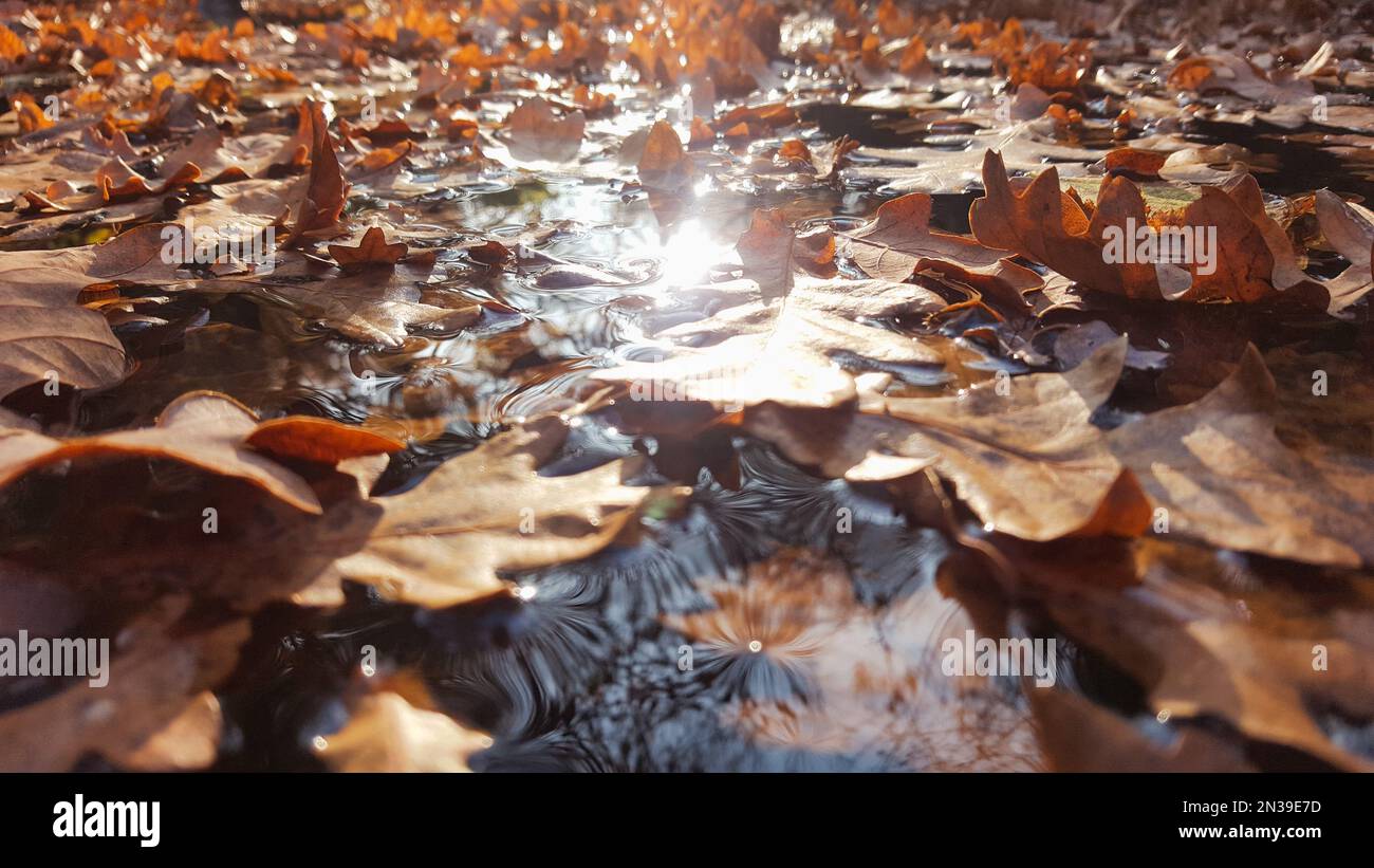 A closeup shot of dry autumn leaves on the surface of a lake Stock ...