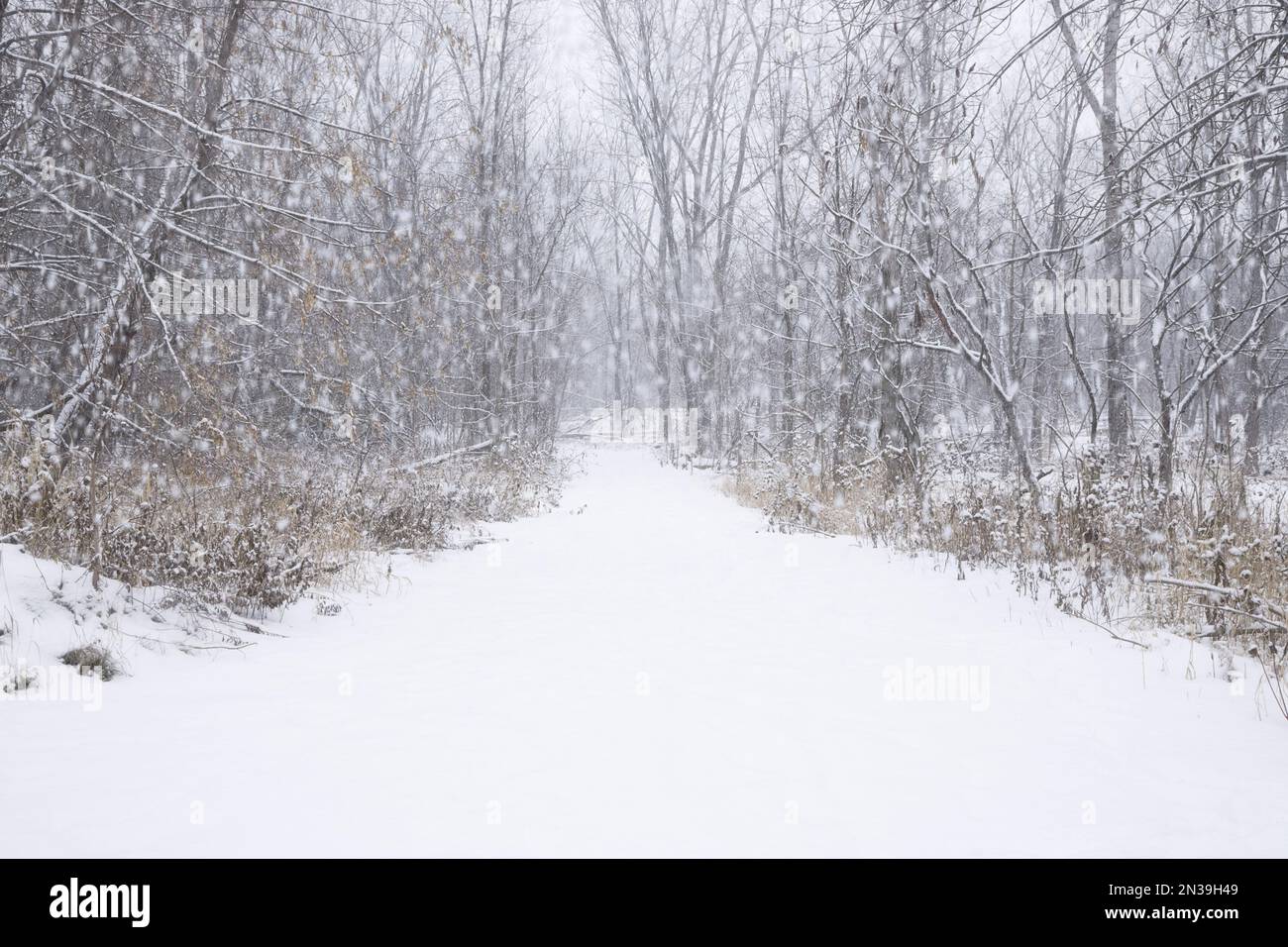 Road through Forest in Snow Stock Photo - Alamy