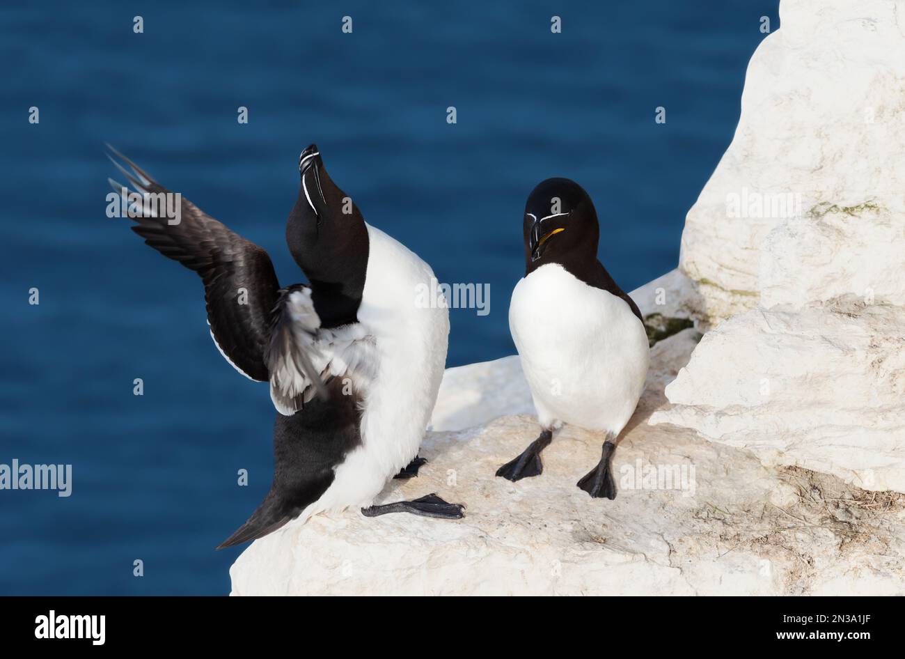 Close up of two Razorbills perched on an edge of a cliff, UK. Stock Photo