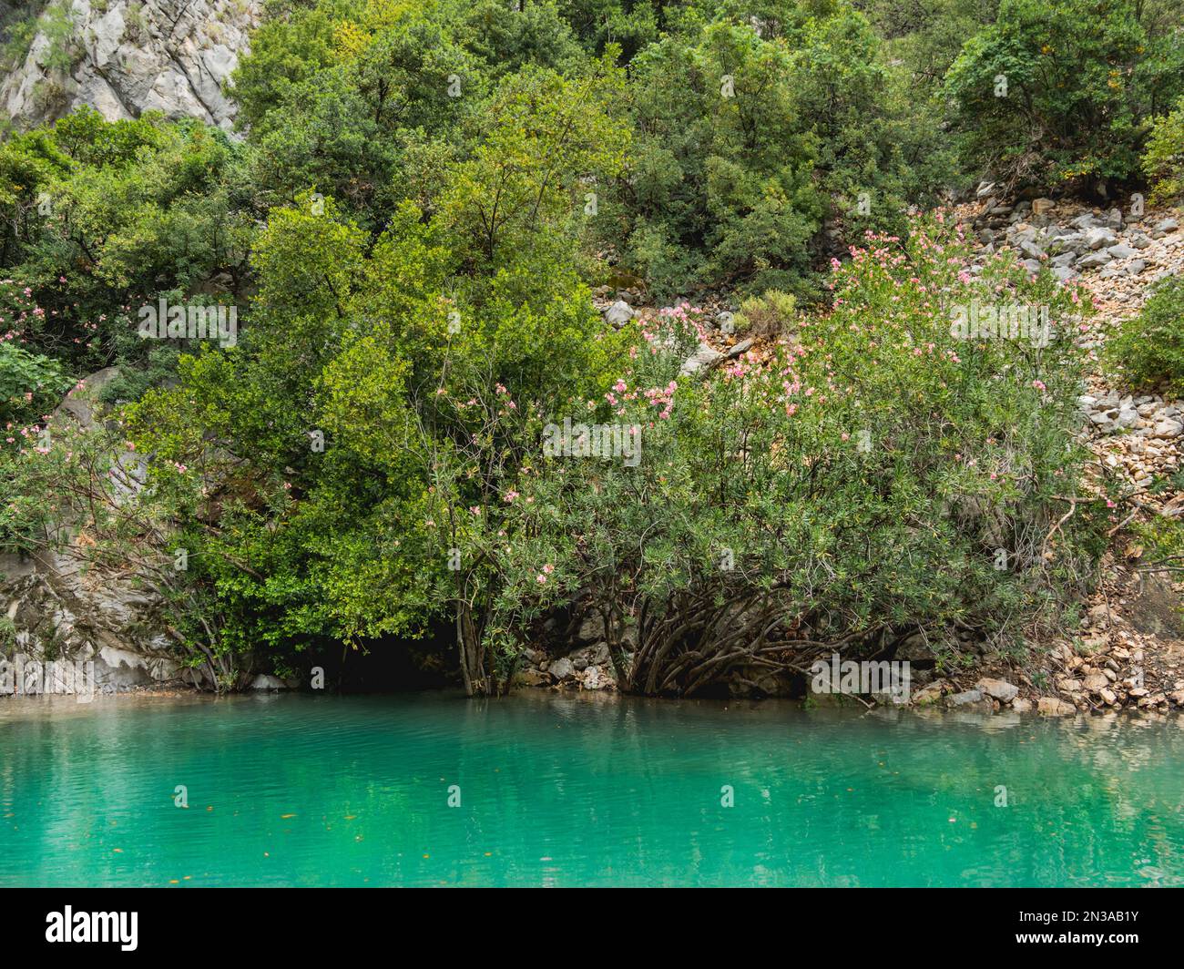 Nerium oleander and trees in turquoise water of river in Goynuk Canyon. Mountain slopes in Beydaglari Coastal National Park. Turkey. Stock Photo