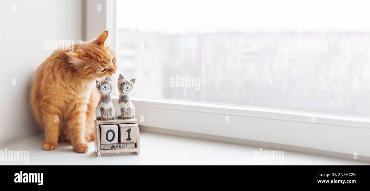 Cute ginger cat is biting wooden calendar with cats and date 1 March. International Day of Cats. Horizontal banner with copy space. Stock Photo