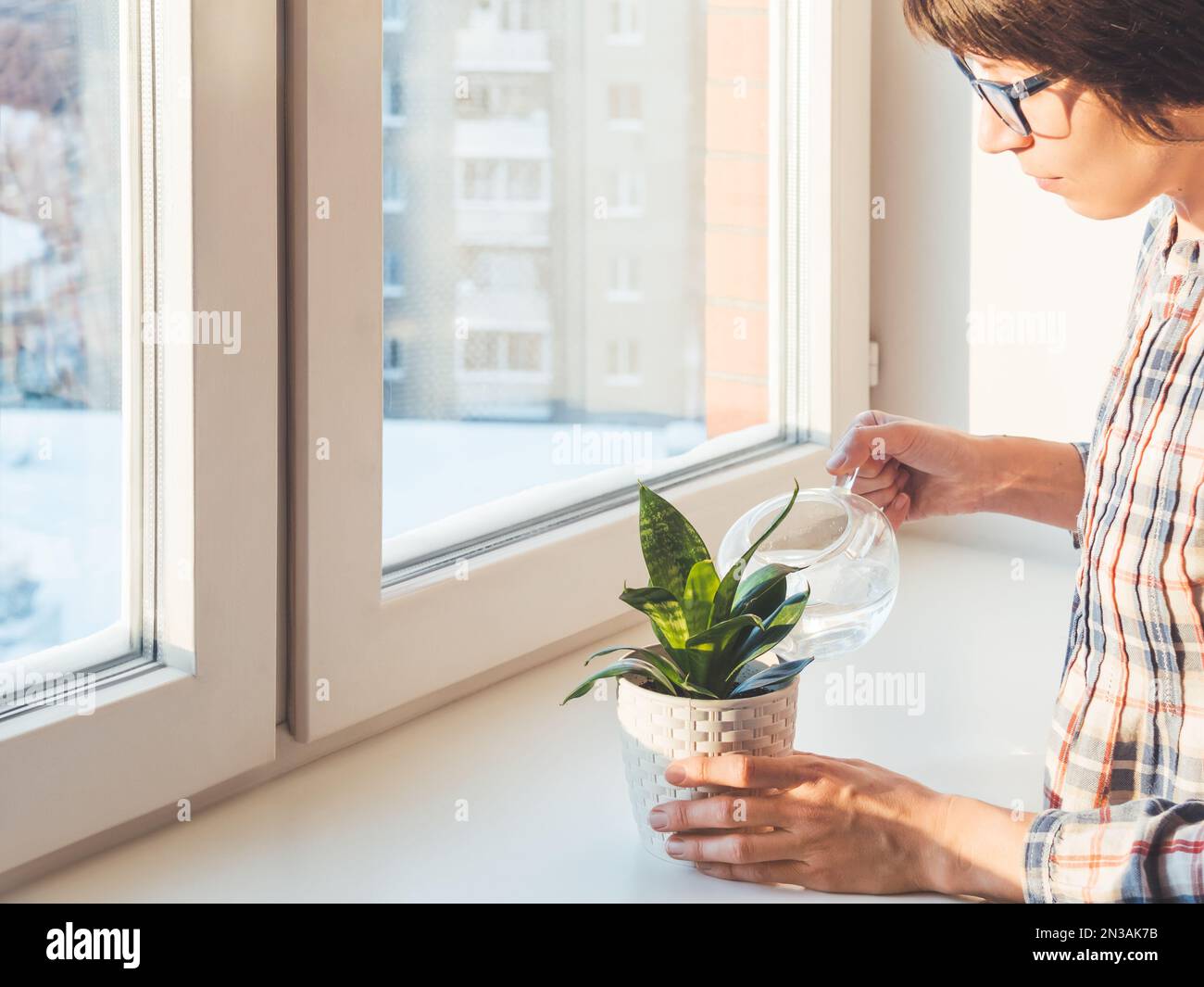 Woman watering Sansevieria. Succulent plant in flower pots on window sill. Peaceful botanical hobby. Gardening at home. Winter sunset. Stock Photo