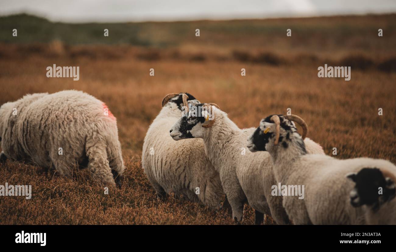 A selective focus of the white, furry herdwicks (Ovis aries) grazing in the field in the daytime Stock Photo