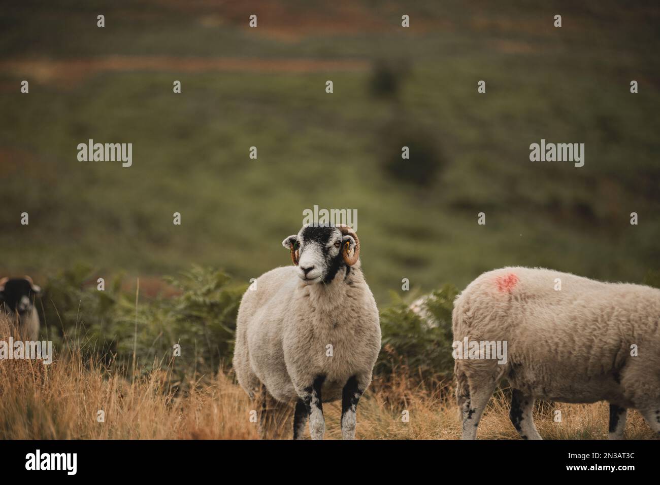 A selective focus of the white, furry herdwicks (Ovis aries) grazing in the field in the daytime Stock Photo