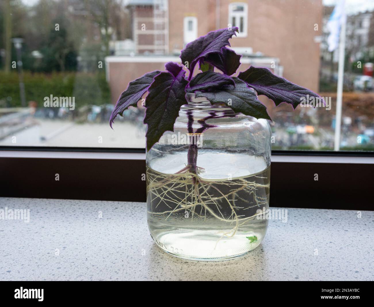 Propagation by rooting of a purple leaved Gynura plant in a glass of water. Plant is known as purple passion. Stock Photo