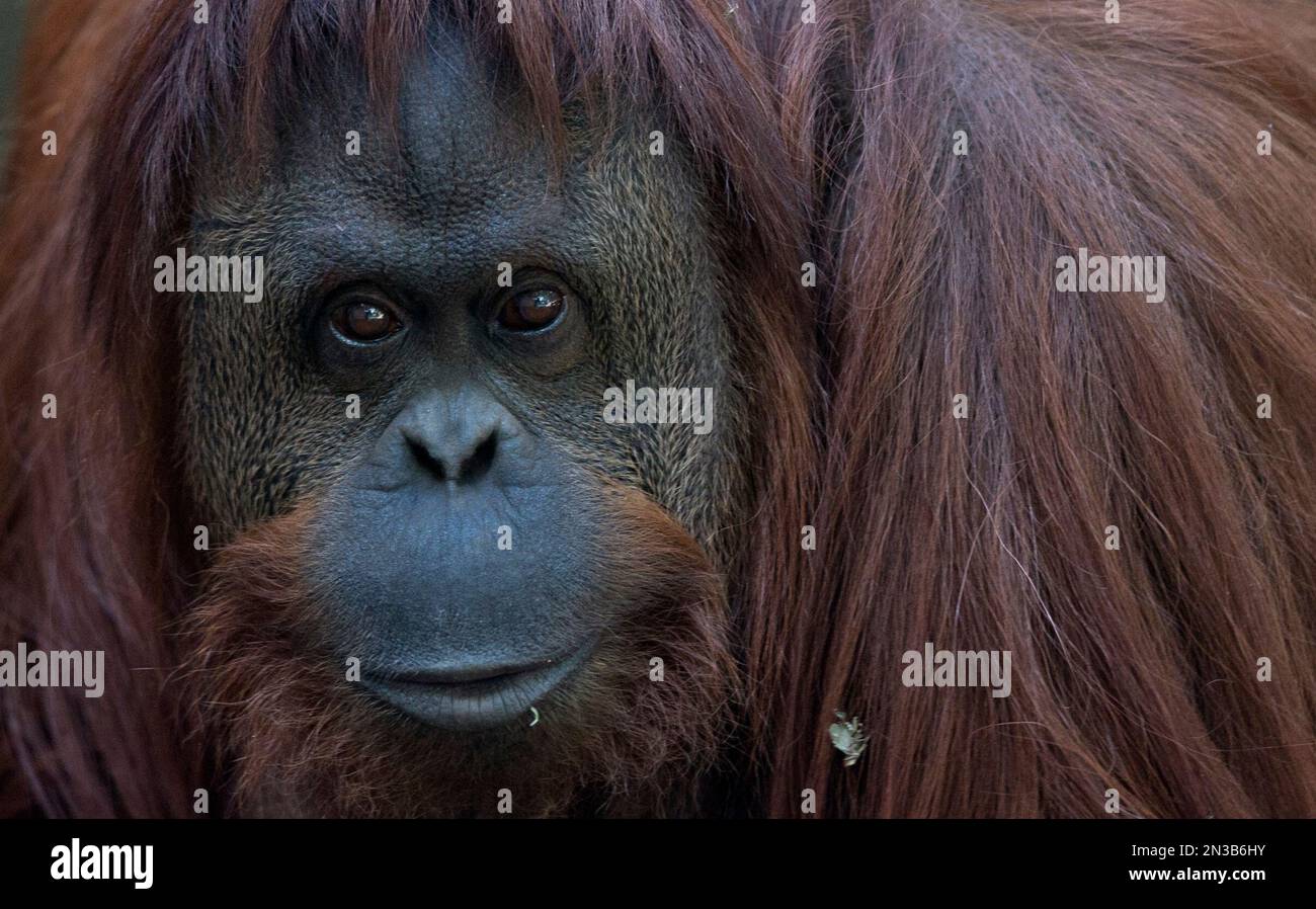 CORRECTS THAT THE ORANGUTAN IS NOT A "NONHUMAN PERSON" The orangutan