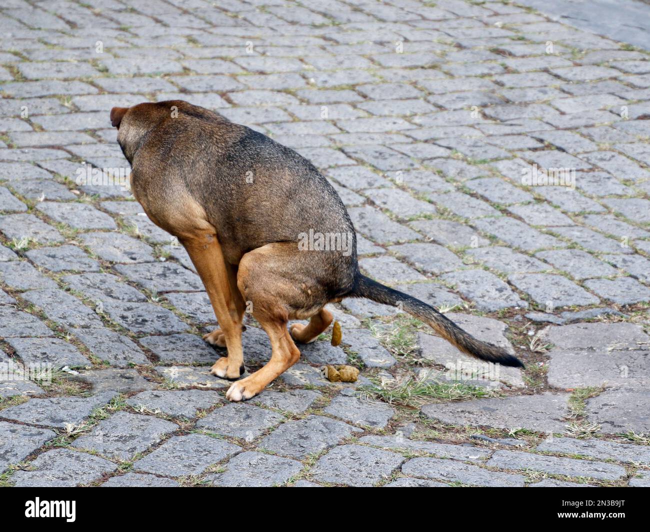 A closeup of a dog pooping outdoors Stock Photo Alamy