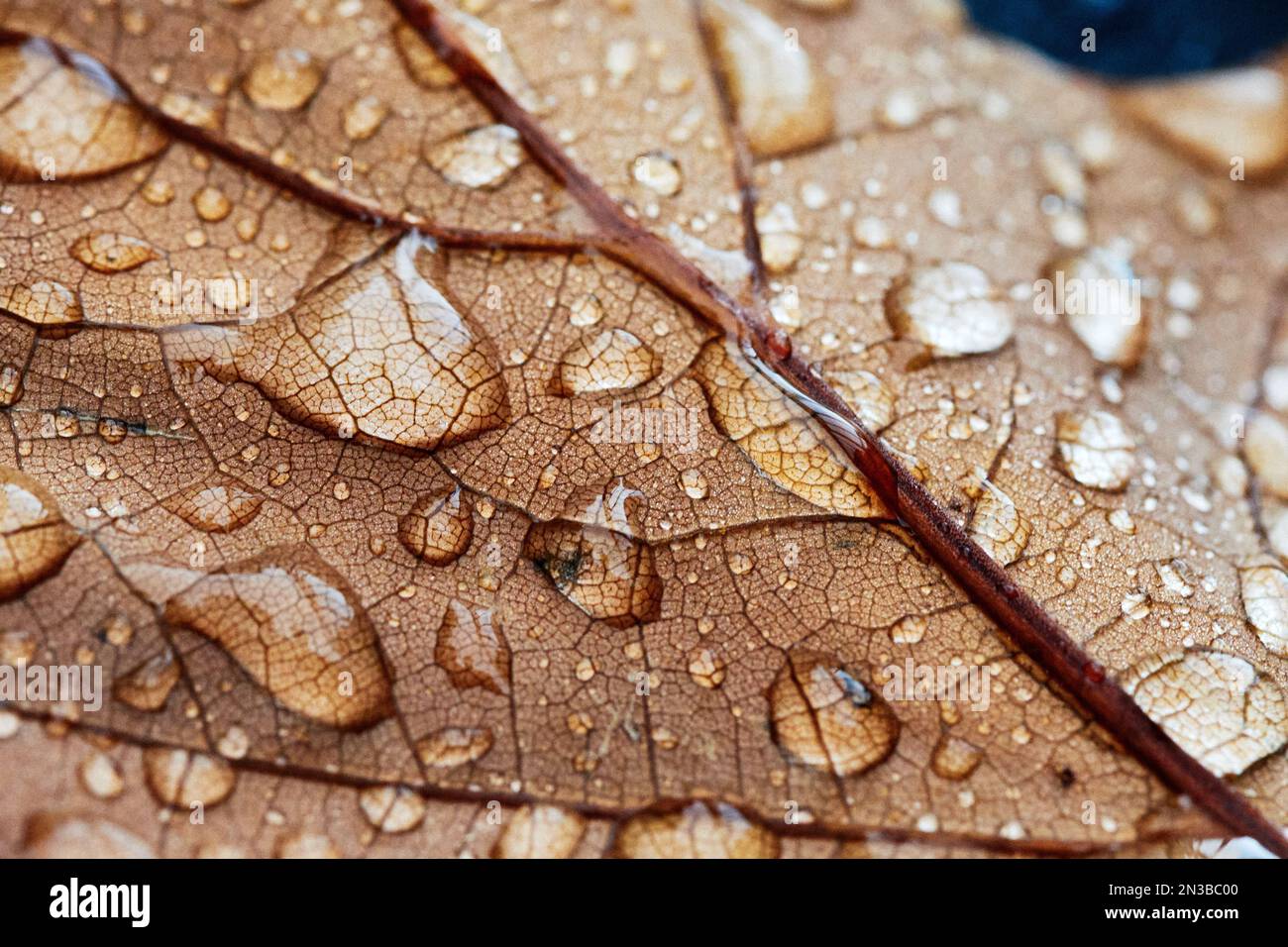 A close-up shot of water drops on a dry leaf Stock Photo