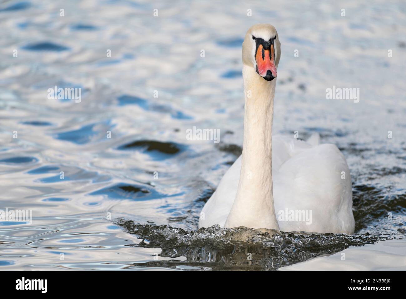 Close-up portrait of a mute swan (cygnus olor) swimming, Europe Stock Photo