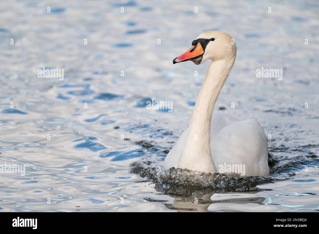 Close-up of a mute swan (cygnus olor) swimming, Europe Stock Photo