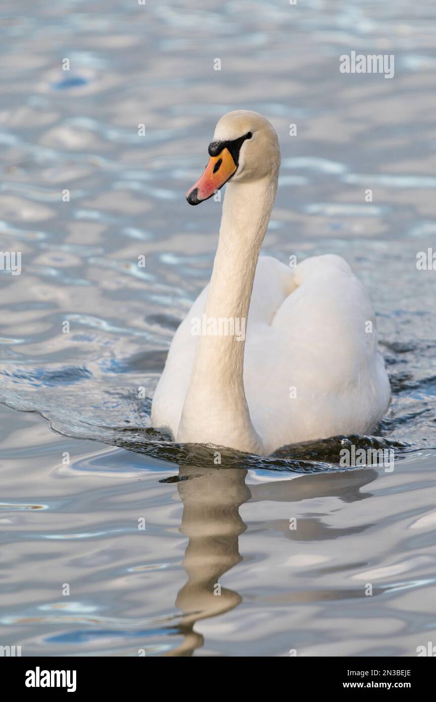 Close-up of a mute swan (cygnus olor) swimming, Europe Stock Photo