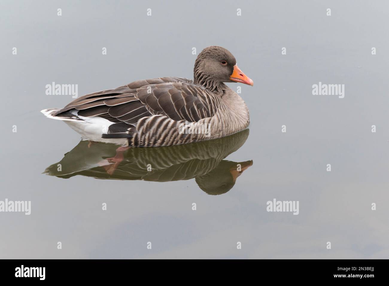 Profile of greylag goose (Anser anser) swimming, Europe Stock Photo