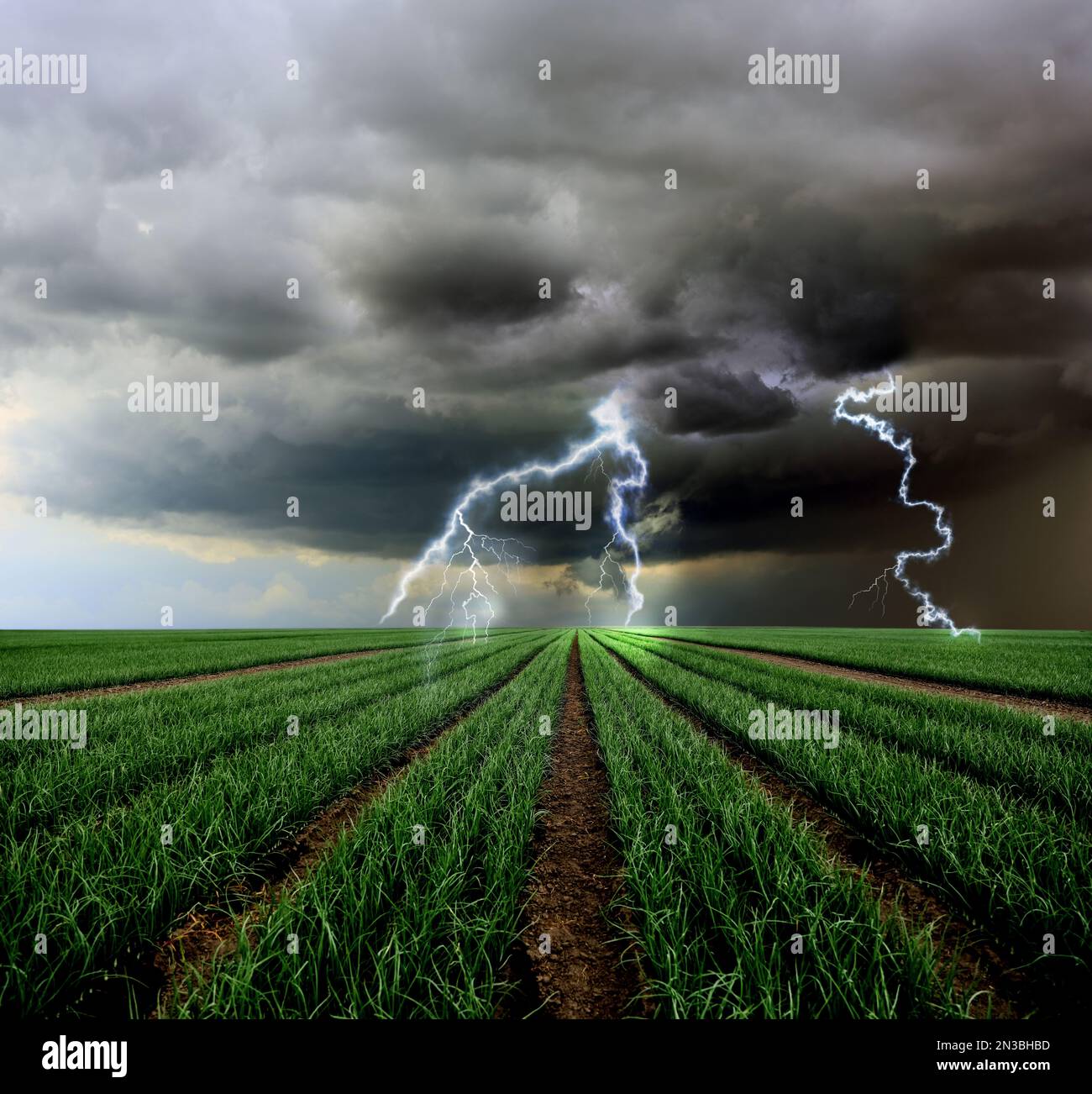 Picturesque thunderstorm over field. Dark cloudy sky with lightnings Stock Photo