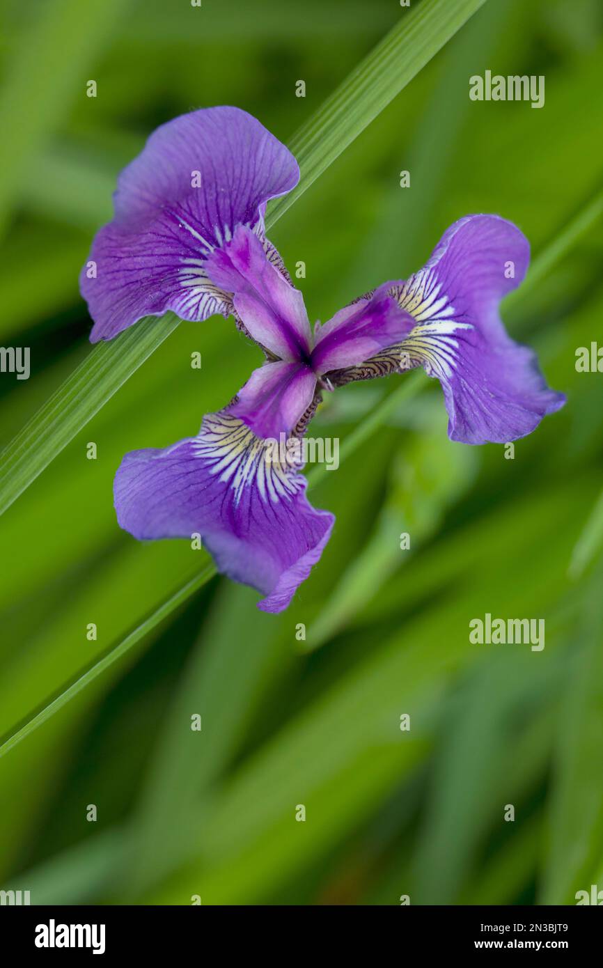 Close-up of a purple iris (Iris setosa) in bloom in summer, Anchorage; Alaska, United States of America Stock Photo