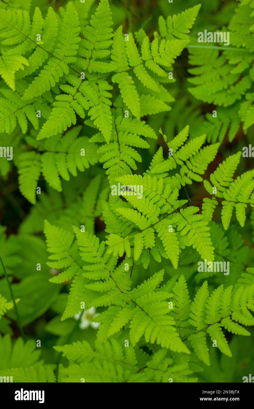 Close-up detail of wild, wood ferns (Dryopteris dilatata) growing in summer in Anchorage; Alaska, United States of America Stock Photo