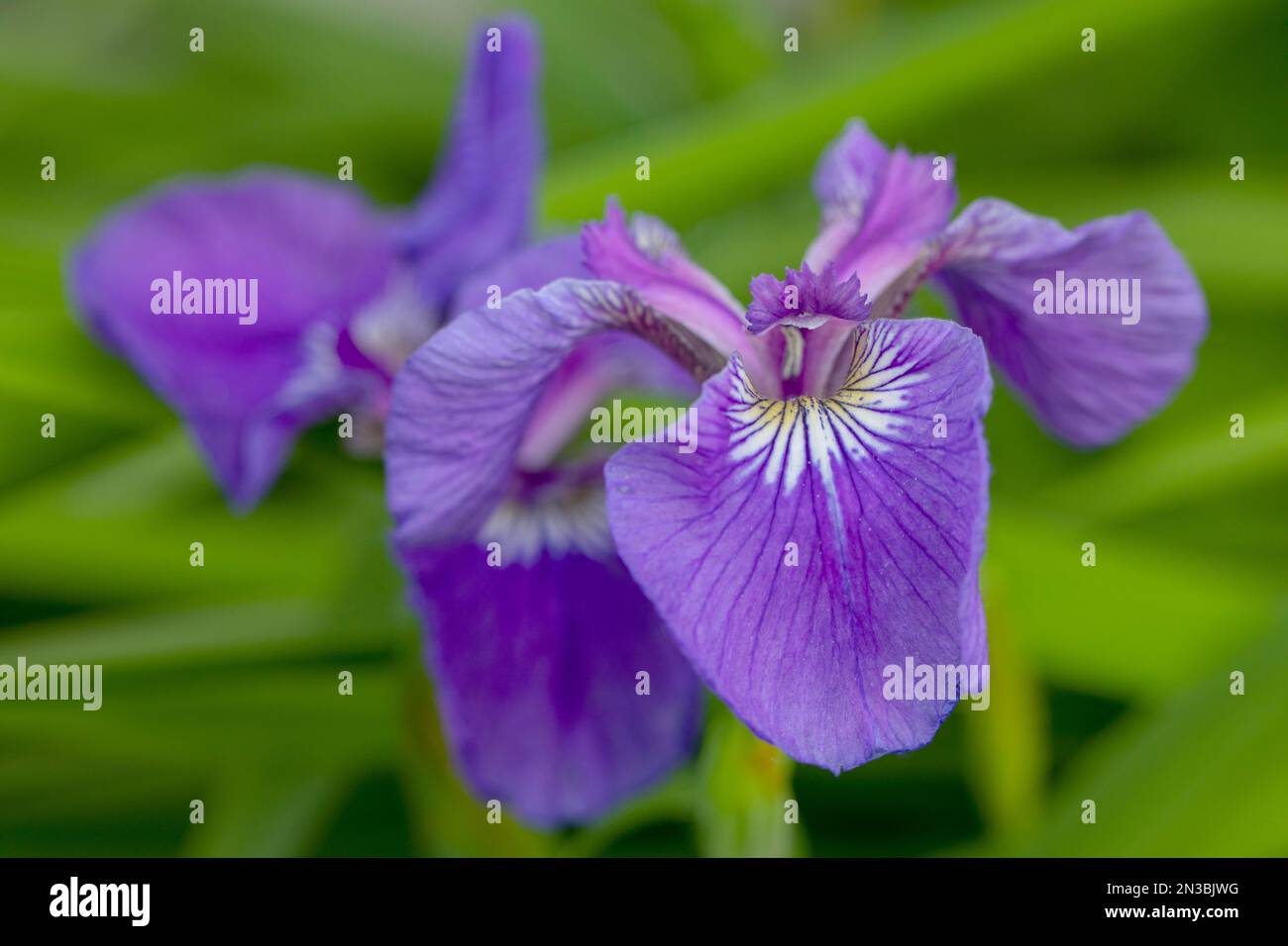 Close-up of a purple irises (Iris setosa) in bloom in summer, Anchorage; Alaska, United States of America Stock Photo