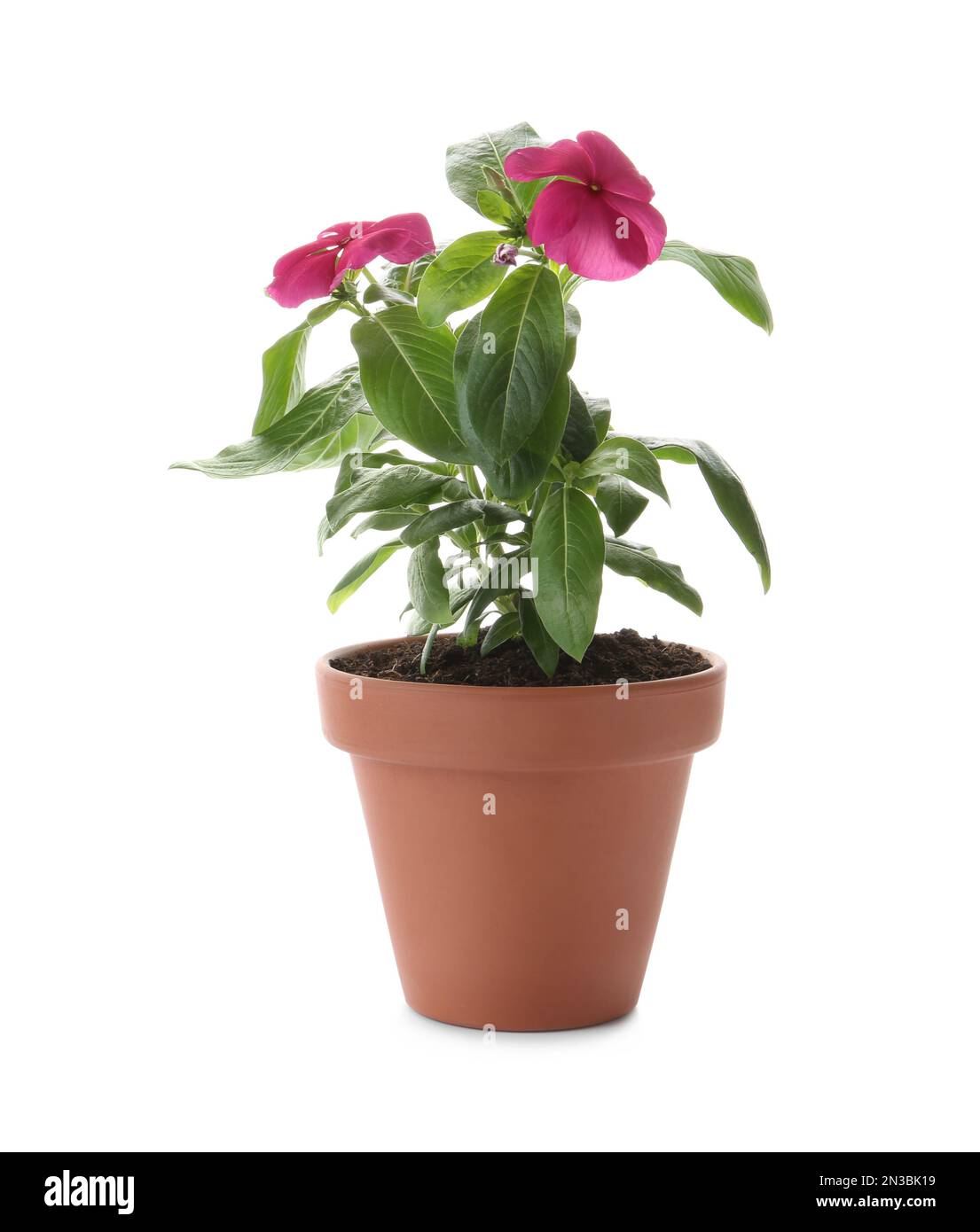 Beautiful pink vinca flowers in plant pot isolated on white Stock Photo