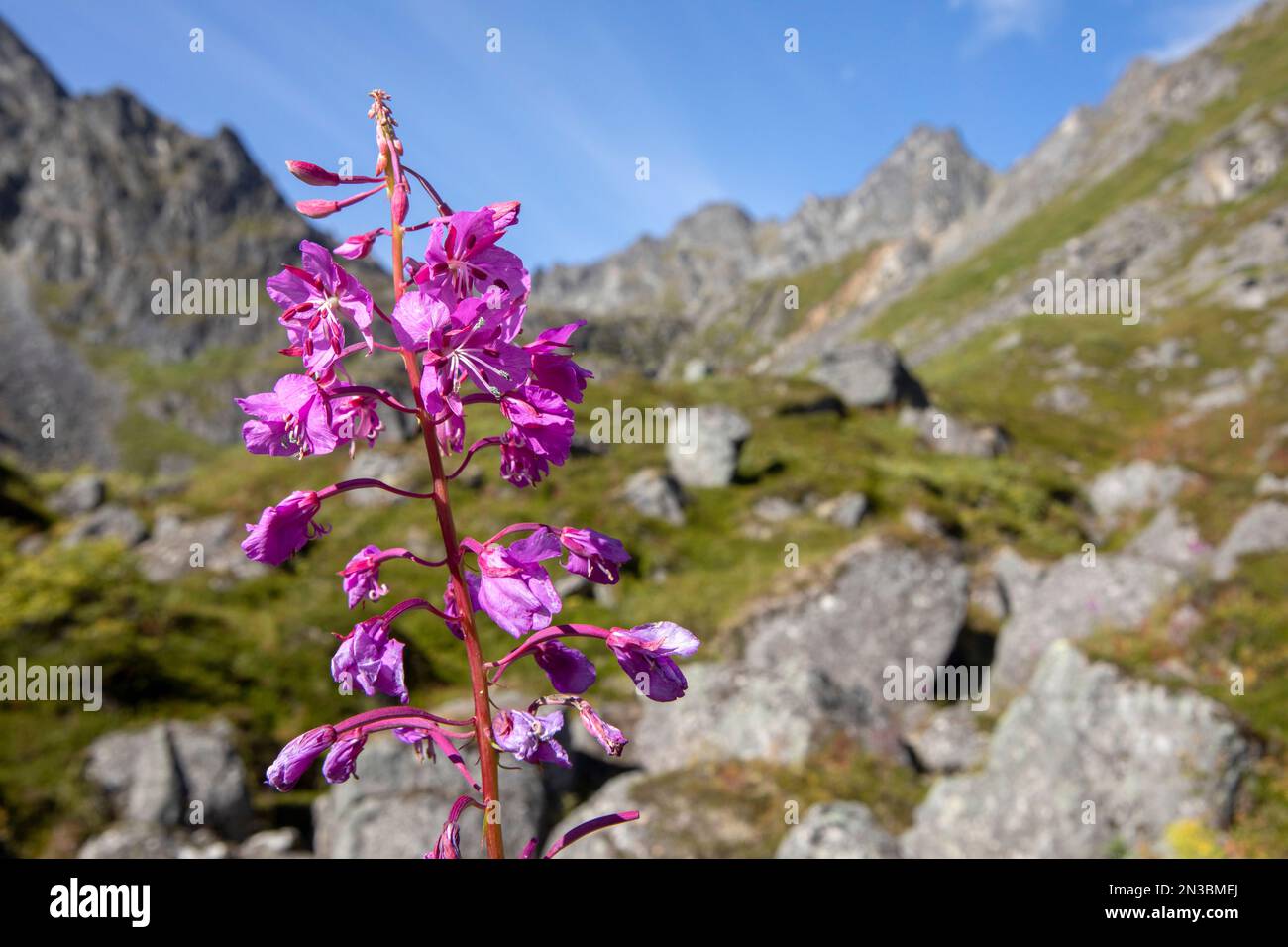 Close-up of fireweed (Chamaenerion angustifolium) in full bloom on a ...
