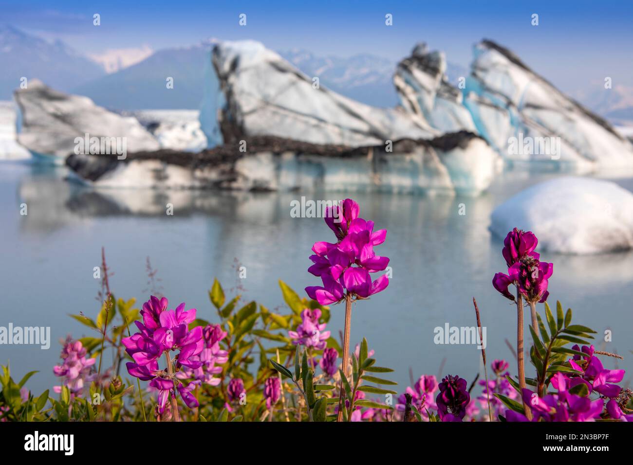 Boreal Sweetvetch (Hedysarum boreale) in full bloom in front of the Knik Glacier with the Chugach Mountains in the distance, on a late summer eveni... Stock Photo
