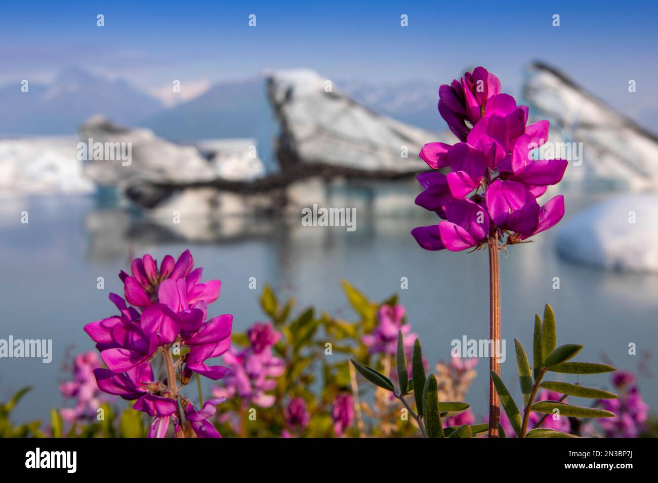 Boreal Sweetvetch (Hedysarum boreale) in full bloom in front of the Knik Glacier with the Chugach Mountains in the distance, on a late summer eveni... Stock Photo