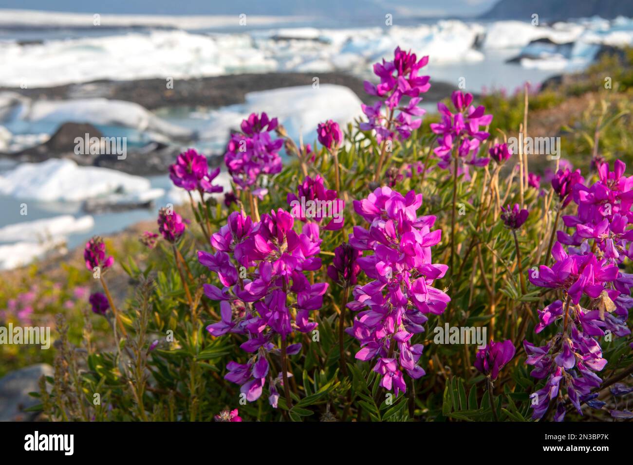 Boreal Sweetvetch (Hedysarum boreale) in full bloom in front of the Knik Glacier on a late summer evening in Palmer; Alaska, United States of America Stock Photo