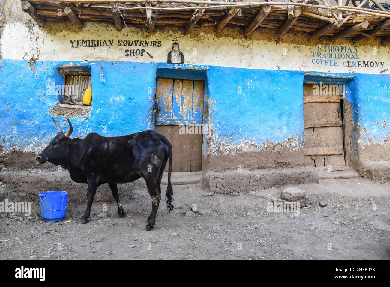 Horned cow standing in front of Ethiopian Souvenir and Coffee shops; Ethiopia Stock Photo