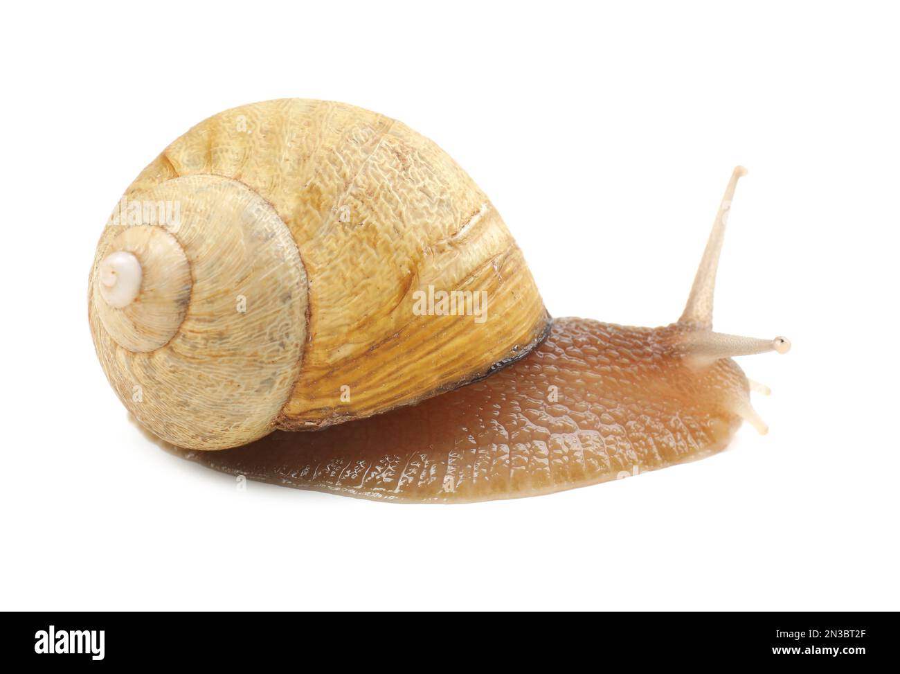 Common garden snail crawling on white background Stock Photo - Alamy