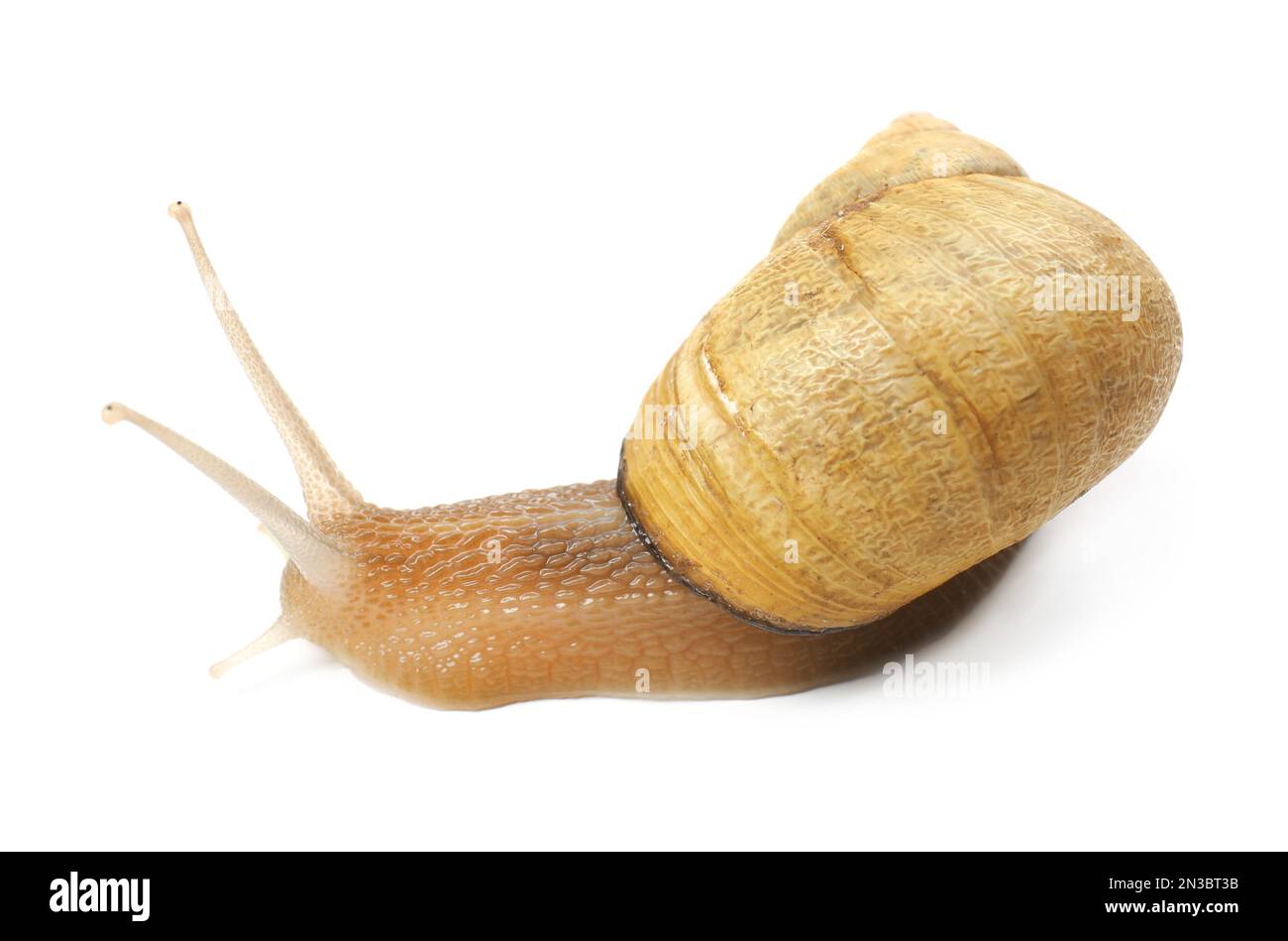 Common garden snail crawling on white background Stock Photo - Alamy